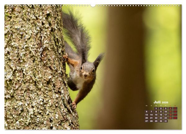 Produktbild: Das Eurasische Eichh&ouml;rnchen - Kunterbuntes Waldtreiben (hochwertiger Premium Wandkalender 2026 DIN A2 quer), Kunstdruck in Hochglanz