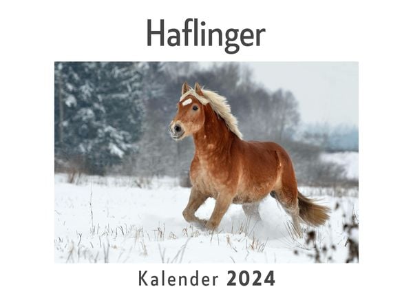 Produktbild: Haflinger (Wandkalender 2024, Kalender DIN A4 quer, Monatskalender im Querformat mit Kalendarium, Das perfekte Geschenk)