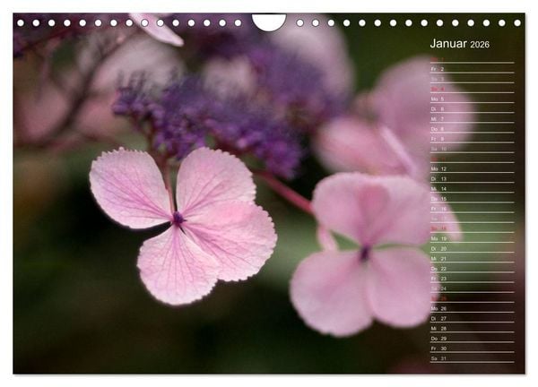 Produktbild: Die Hortensie und ihre vielen Gesichter (Wandkalender 2026 DIN A4 quer), CALVENDO Monatskalender