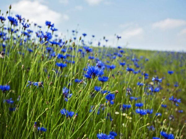 Produktbild: CALVENDO Puzzle Kornblumen - Faszination in Blau | 1000 Teile Lege-Gr&ouml;&szlig;e 64x48cm Foto-Puzzle f&uuml;r gl&uuml;ckliche Stunden