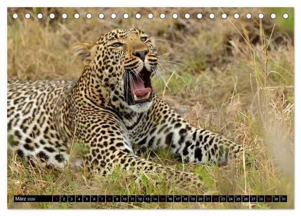 Produktbild: Faszination Afrika: Der Leopard (Tischkalender 2026 DIN A5 quer), CALVENDO Monatskalender