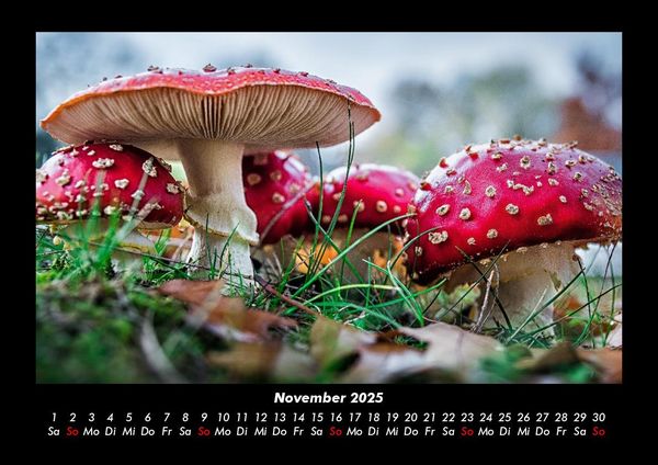 Produktbild: Pilzkalender 2025 Fotokalender DIN A3