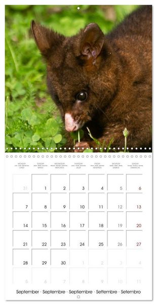 Produktbild: Rencontres animali&egrave;res (Calendrier mural carr&eacute; 2026 30x30 cm) Calendrier double avec une page pour vos prises de notes