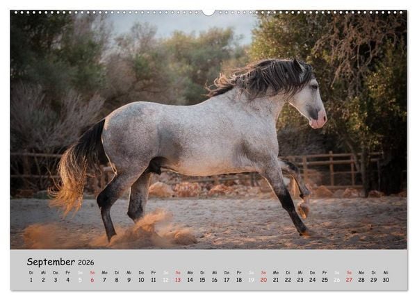 Produktbild: Pferde - Anmut und St&auml;rke gepaart mit Magie (Wandkalender 2026 DIN A2 quer), CALVENDO Monatskalender
