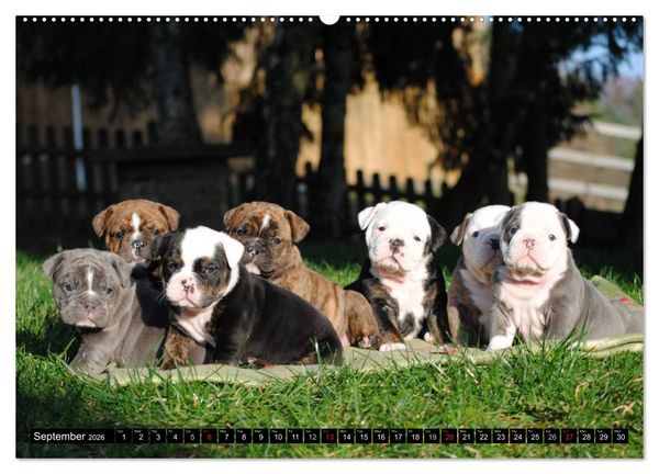 Produktbild: Bulldogs - Old English Bulldog Puppies (High Quality Premium Wall Calendar 2026 DIN A2 landscape),CALVENDO 12 Month Wall Calendar