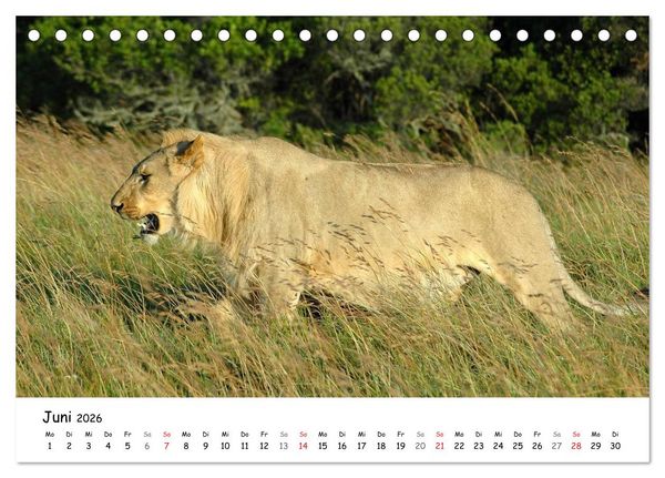Produktbild: L&ouml;wen Impressionen (Tischkalender 2026 DIN A5 quer), CALVENDO Monatskalender