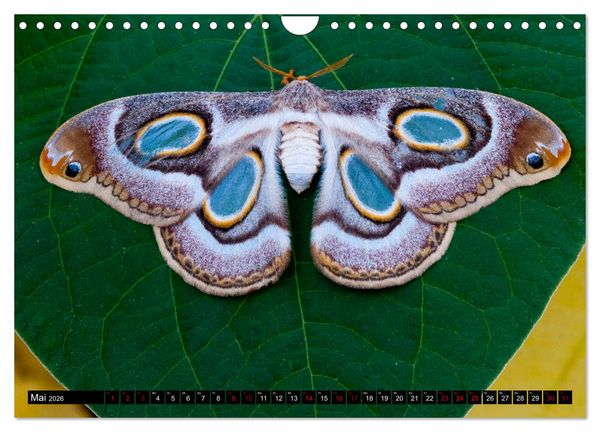 Produktbild: Kleinode der L&uuml;fte - Faszinierende tropische Schmetterlinge (Wandkalender 2026 DIN A4 quer), CALVENDO Monatskalender
