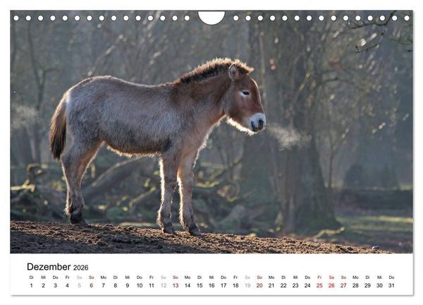 Produktbild: Faszination Przewalski-Pferde (Wandkalender 2026 DIN A4 quer), CALVENDO Monatskalender