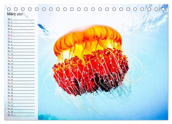 Produktbild: Quallen - Faszinierende Urzeitwesen der Meere (Tischkalender 2027 DIN A5 quer), CALVENDO Monatskalender