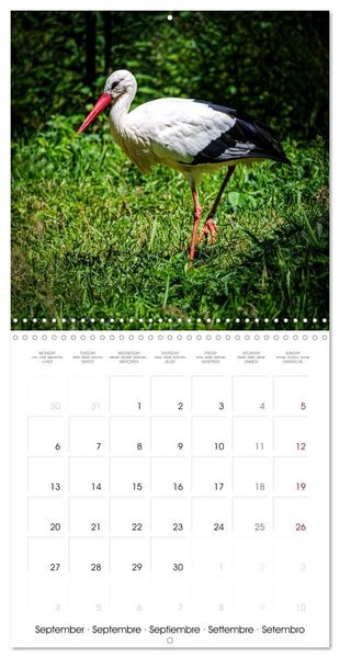 Produktbild: Whispers of Wings (Wall Calendar 2027 12 &times; 12 Inch) CALVENDO 12 Month Wall Calendar