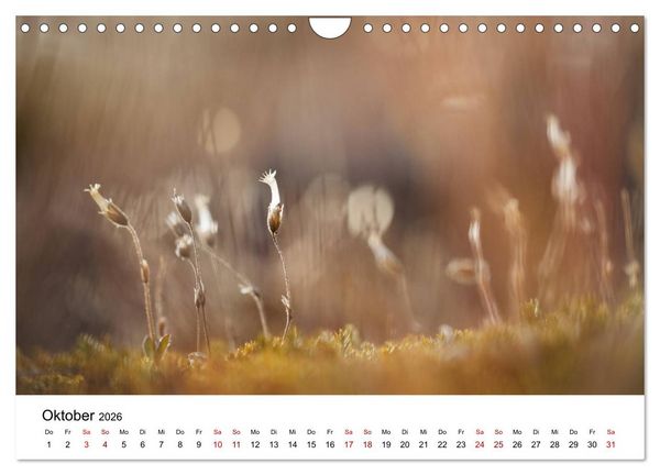 Produktbild: Spitzbergenkalender (Wandkalender 2026 DIN A4 quer), CALVENDO Monatskalender