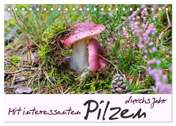 Mit interessanten Pilzen durchs Jahr (Tischkalender 2026 DIN A5 quer), CALVENDO Monatskalender