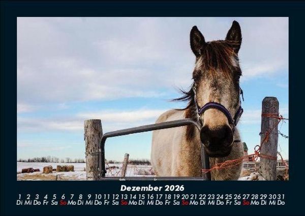 Produktbild: Pferdegefl&uuml;ster 2026 Fotokalender DIN A5