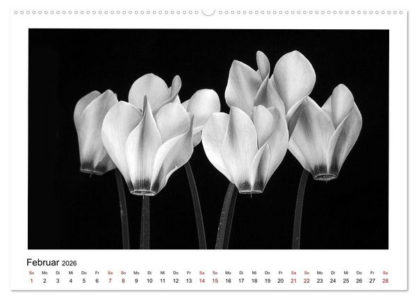 Produktbild: Die grafische Sch&ouml;nheit der Pflanzen &ndash; Schwarz-Wei&szlig; (Wandkalender 2026 DIN A2 quer), CALVENDO Monatskalender