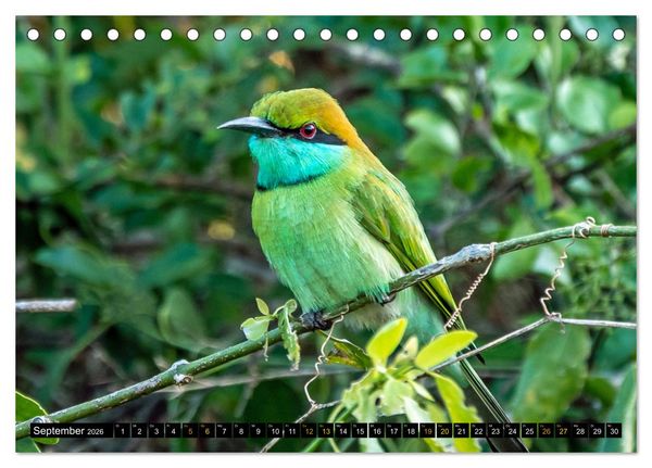 Produktbild: V&ouml;gel im Fokus - Ausdrucksstarke Vielfalt in der Vogelwelt (Tischkalender 2026 DIN A5 quer), CALVENDO Monatskalender