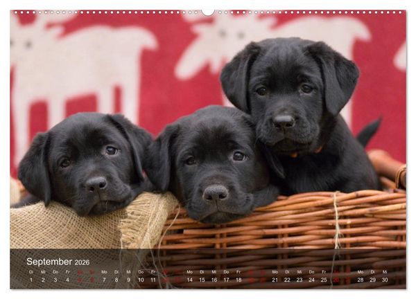 Produktbild: Labrador Retriever Welpen (hochwertiger Premium Wandkalender 2026 DIN A2 quer), Kunstdruck in Hochglanz