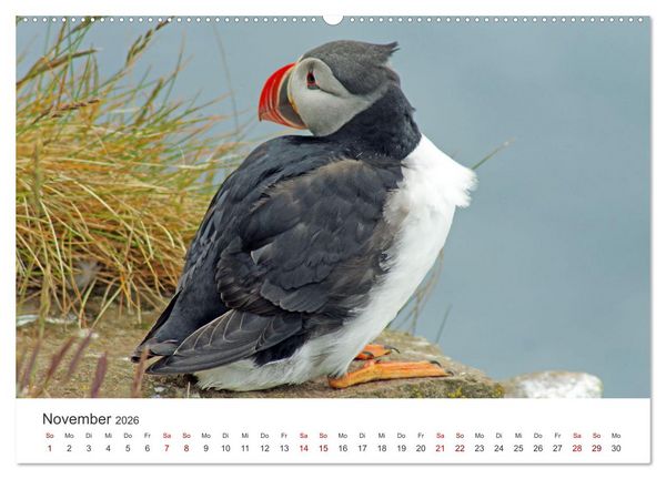 Produktbild: Papageitaucher - Clowns der nordischen Vogelwelt (hochwertiger Premium Wandkalender 2026 DIN A2 quer), Kunstdruck in Hochglanz