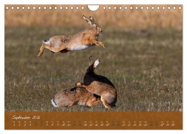 Produktbild: Feldhasen in H&ouml;chstform (Wandkalender 2026 DIN A4 quer), CALVENDO Monatskalender