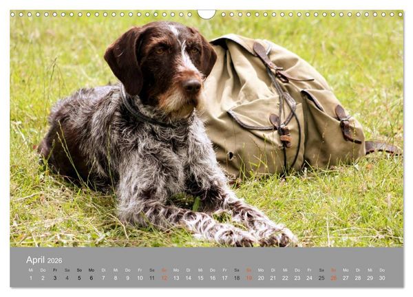 Produktbild: Graue Schnuten - Hunde in den besten Jahren (Wandkalender 2026 DIN A3 quer), CALVENDO Monatskalender