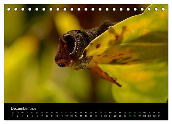 Produktbild: Reptilien (Tischkalender 2026 DIN A5 quer), CALVENDO Monatskalender