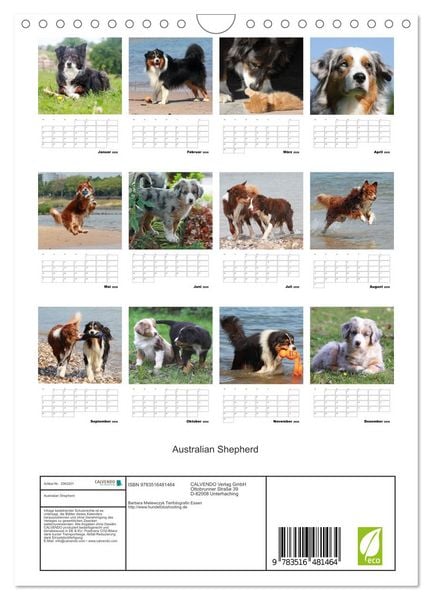 Produktbild: Australian Shepherd (Wandkalender 2026 DIN A4 hoch), CALVENDO Monatskalender