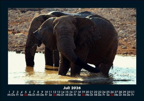 Produktbild: Der Elefantenkalender 2026 Fotokalender DIN A5