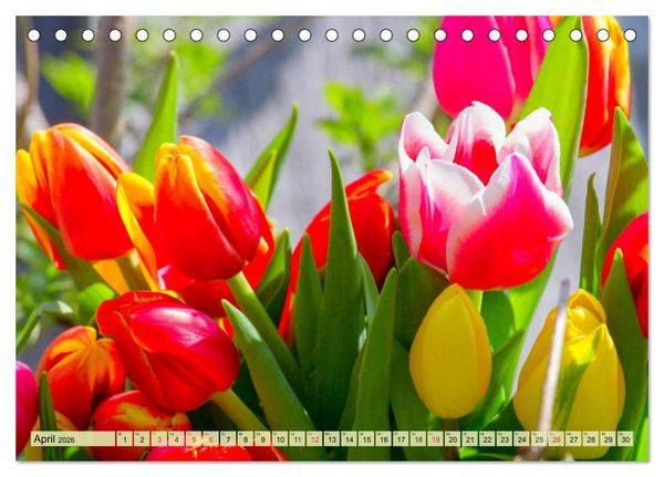 Produktbild: Tulpen. Zauberhafte Bl&uuml;tenpracht (Tischkalender 2026 DIN A5 quer), CALVENDO Monatskalender
