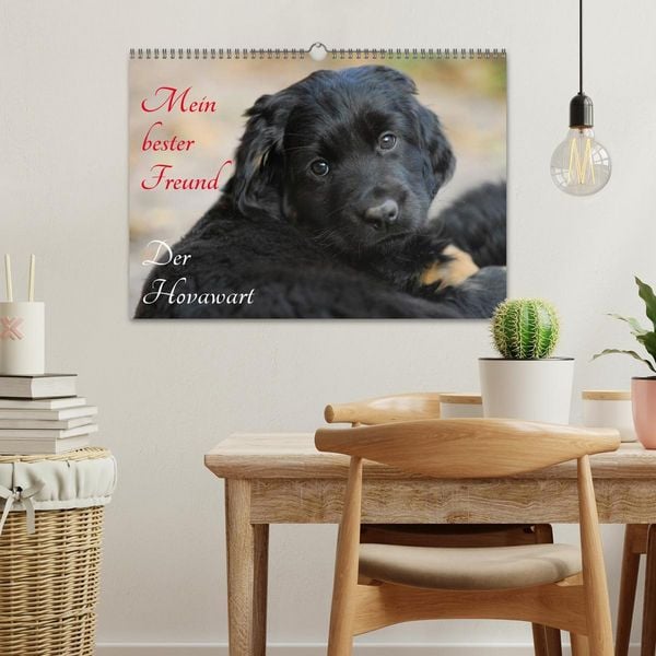 Produktbild: Mein bester Freund - Der Hovawart (Wandkalender 2026 DIN A3 quer), CALVENDO Monatskalender