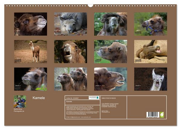 Produktbild: Kamele (Wandkalender 2026 DIN A2 quer), CALVENDO Monatskalender