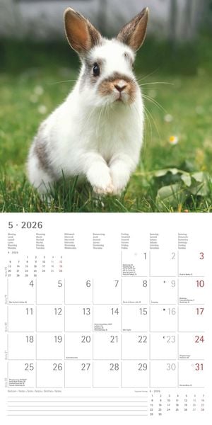 Produktbild: Kaninchen 2026 - Broschürenkalender 30x30 cm (30x60 geöffnet) - Kalender mit Platz für Notizen - Rabbits - Bildkalender - Wandplaner - Wandkalender