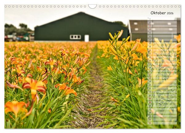 Produktbild: Ein Sommer auf Texel (Wandkalender 2026 DIN A3 quer), CALVENDO Monatskalender