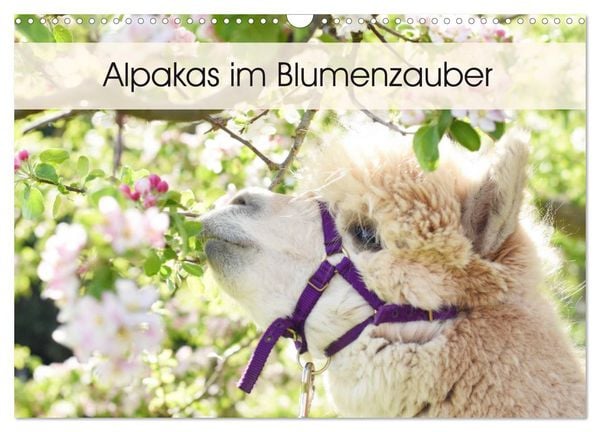 Produktbild: Alpakas im Blumenzauber (Wandkalender 2026 DIN A3 quer), CALVENDO Monatskalender