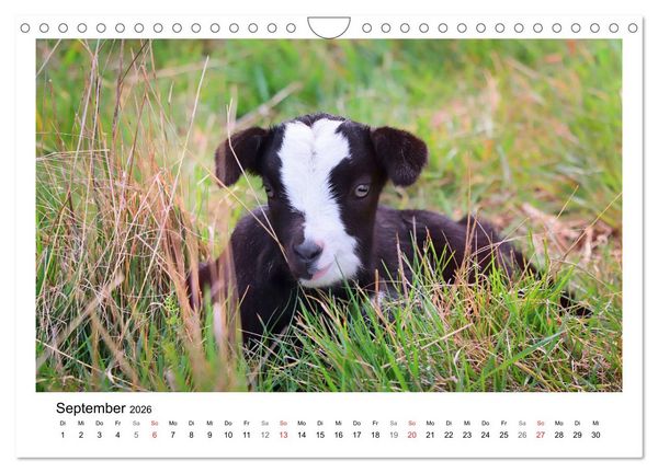 Produktbild: Wer zickt denn da? - Zicklein-Edition (Wandkalender 2026 DIN A4 quer), CALVENDO Monatskalender