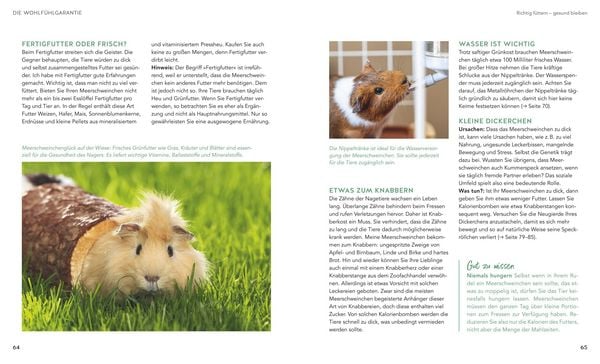 Produktbild: Meerschweinchen