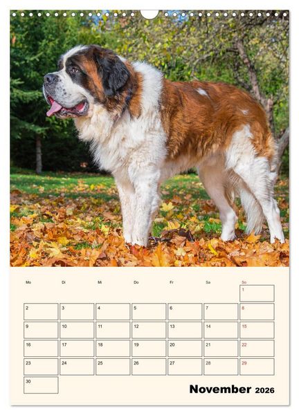 Produktbild: Bernhardiner - Mit dem St. Bernhardshund durch das Jahr (Wandkalender 2026 DIN A3 hoch), CALVENDO Monatskalender