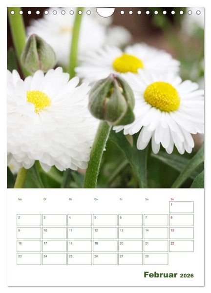 Produktbild: Wei&szlig;e Bl&uuml;ten im Gr&uuml;nen (Wandkalender 2026 DIN A4 hoch), CALVENDO Monatskalender