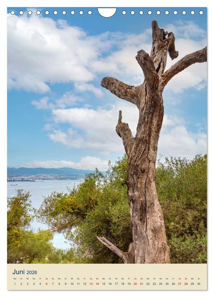 Produktbild: Gibraltar - Die Heimat der Berberaffen auf dem Rock (Wandkalender 2026 DIN A4 hoch), CALVENDO Monatskalender