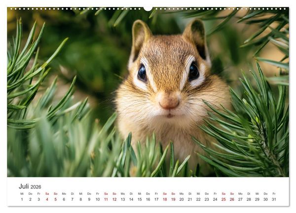 Produktbild: Backen voll - Ein Jahr mit Streifenh&ouml;rnchen (hochwertiger Premium Wandkalender 2026 DIN A2 quer), Kunstdruck in Hochglanz