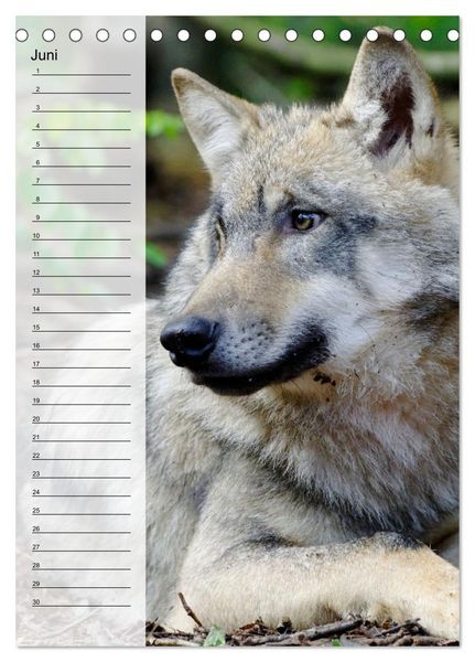 Produktbild: Der Wolf - Isegrim in den heimischen W&auml;ldern - Kalender 2026 (Tischkalender 2026 DIN A5 hoch), CALVENDO Monatskalender