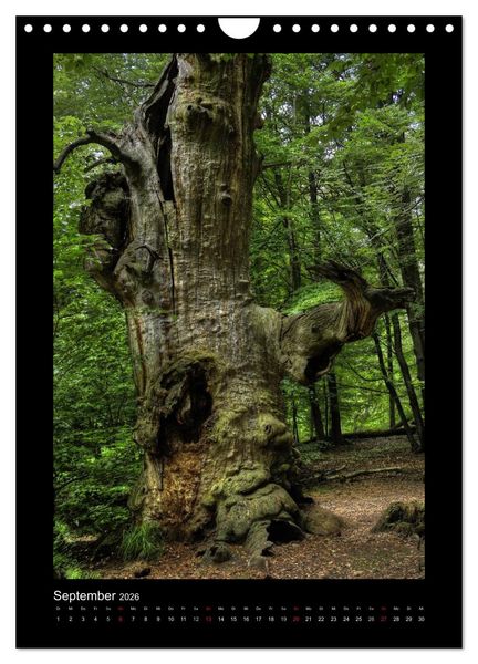 Produktbild: Mythos Baum / 2026 (Wandkalender 2026 DIN A4 hoch), CALVENDO Monatskalender