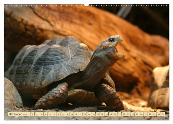 Produktbild: Schildkr&ouml;ten - Gepanzerte Urzeitwesen (hochwertiger Premium Wandkalender 2026 DIN A2 quer), Kunstdruck in Hochglanz