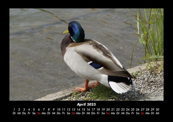 Produktbild: Vogelparadies 2025 Fotokalender DIN A3