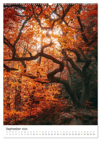 Produktbild: B&auml;ume im Harz (Wandkalender 2026 DIN A2 hoch), CALVENDO Monatskalender