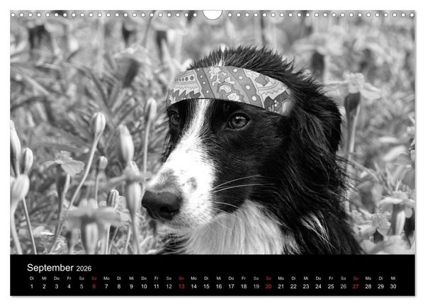 Produktbild: H&uuml;tehunde (Wandkalender 2026 DIN A3 quer), CALVENDO Monatskalender