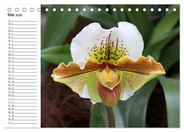 Produktbild: Prachtvolle Orchideen (Tischkalender 2026 DIN A5 quer), CALVENDO Monatskalender