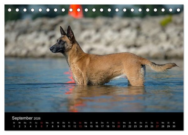 Produktbild: Belgischer Sch&auml;ferhund - Der Malinois in Action (Tischkalender 2026 DIN A5 quer), CALVENDO Monatskalender
