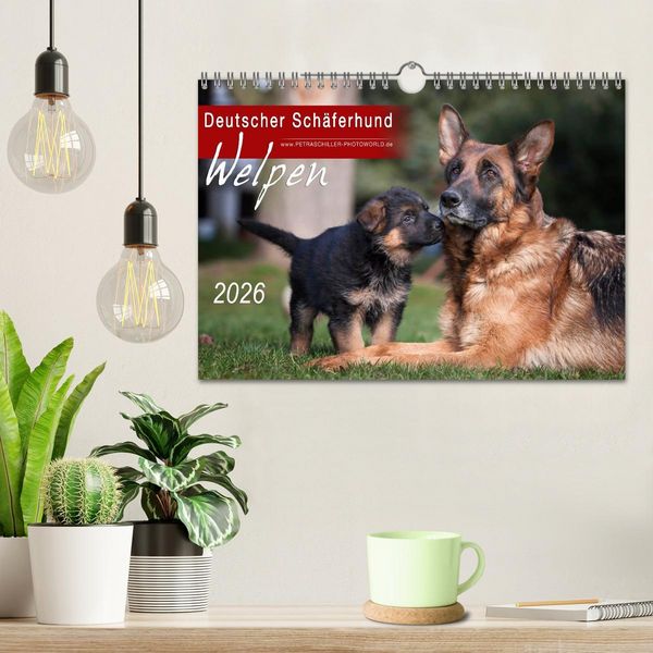Produktbild: Deutscher Sch&auml;ferhund - Welpen / CH-Version (Wandkalender 2026 DIN A4 quer), CALVENDO Monatskalender
