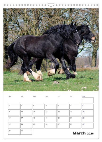 Produktbild: Shire Horses The Gentle Giants (Wall Calendar 2026 DIN A3 portrait), CALVENDO 12 Month Wall Calendar