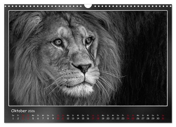 Produktbild: Tieren ins Gesicht geschaut (Wandkalender 2026 DIN A3 quer), CALVENDO Monatskalender