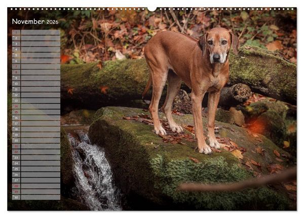 Produktbild: Rhodesian Ridgeback - Herzen auf vier Pfoten (hochwertiger Premium Wandkalender 2026 DIN A2 quer), Kunstdruck in Hochglanz